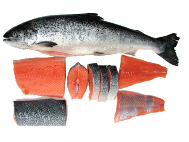 SALMON-FISH.jpg