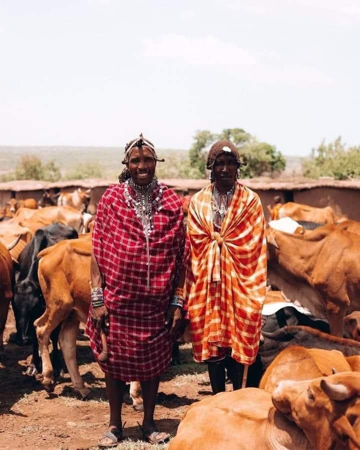 Masaais With Their  Cows